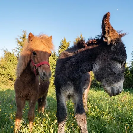 普瑞丽假日农场 Soru